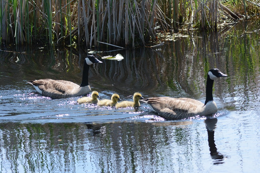 Goose, Canada, 2015-05207509 Point Pelee National Park, Ontario, CA..JPG - Canada Goose. Point Pelee National Park, Ontario, CA, 5-20-2015